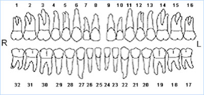 Dental Terminology The Numbering System - Dental Plan Coverage